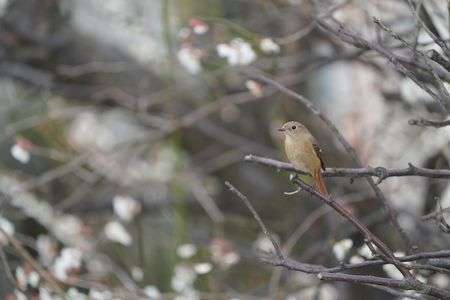 ベランダから野鳥～ジョウビタキ雌～