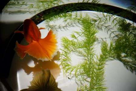 アートアクアリウム 2