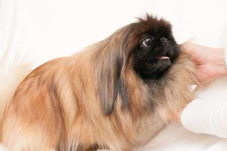 つやつやぴかぴか