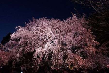 夜桜