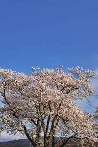 スマホ壁紙写真