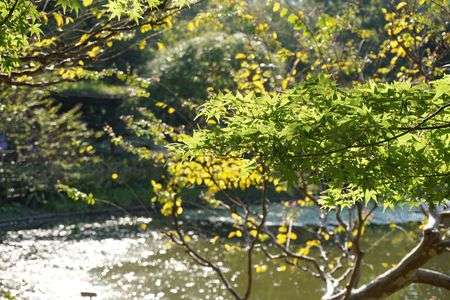 秋だけど、春っぽい光