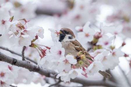 桜とスズメ