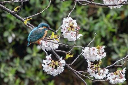 桜とカワセミ