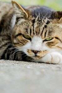 男木島のボス？