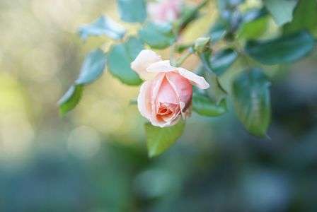 やさしい眼差し