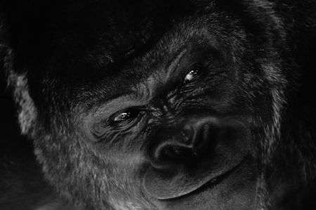 イケメン　シャバーニ