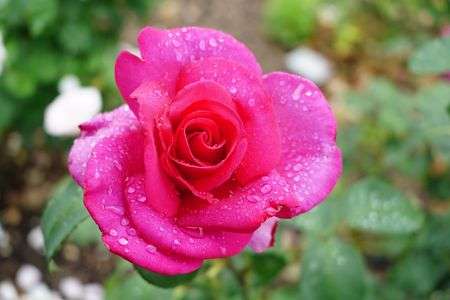 花の文化園にて