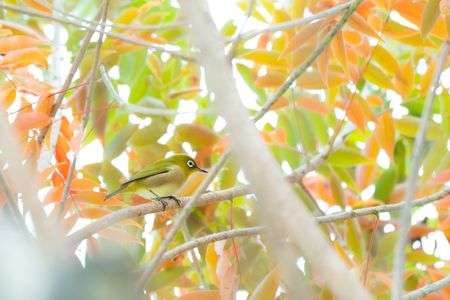 こかげにメジロ