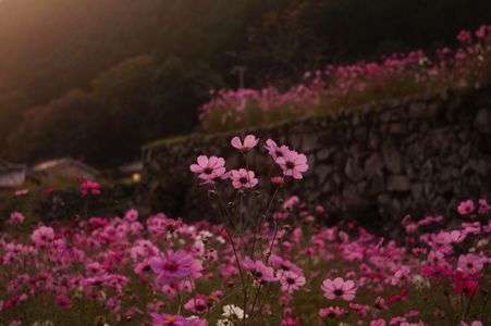 棚田のコスモス