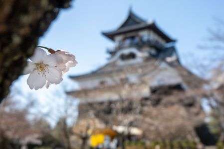 やっと咲きました