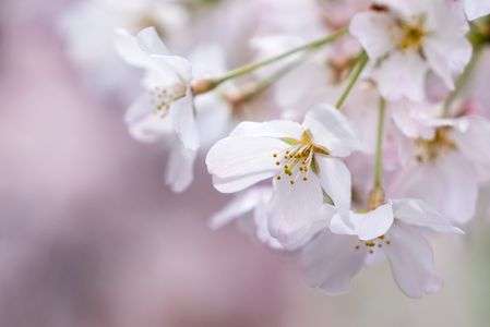 近所の桜、やっと咲いた