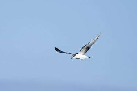 2022-10-08　アジサシ