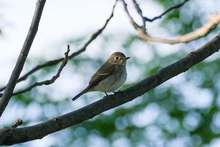 2022-10-08　コサメビタキ