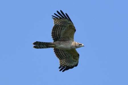 2022-10-02 鷹の渡り