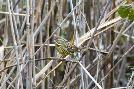 2022-11-20　アオジ