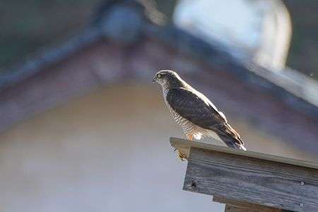 2022-12-10　ハイタカ