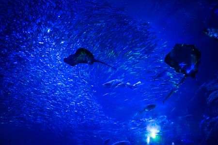 アクアテラリウム