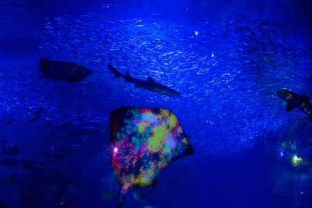 ナイトワンダーアクアリウム2015