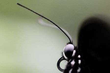 SONY FE 100mm F2.8 Macro GM OSS 最短撮影　その３