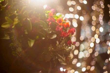 丸の内のシクラメンハンギング