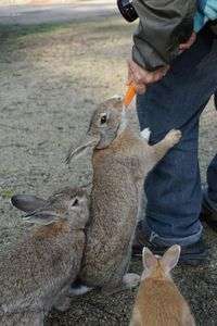 大久野島のうさぎさん