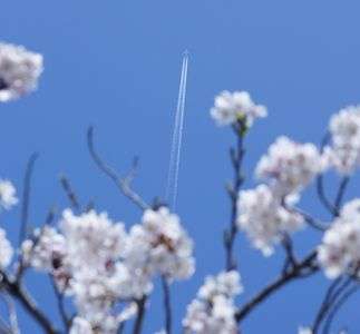 さくらを縫って