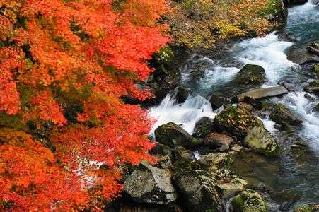 紅葉