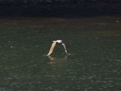 オオタカ（若）