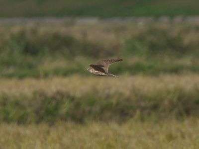 コチョウゲンボウ