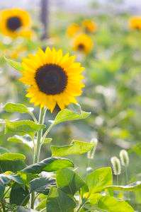 夏のタイヨウ！