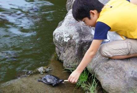桜が池の亀と鯉