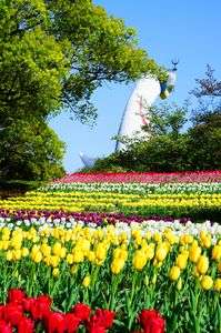 万博記念公園チューリップ