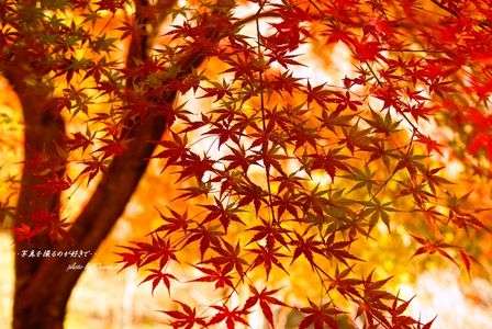 僕にとって最高のもみじ