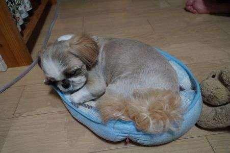 大好きなベット