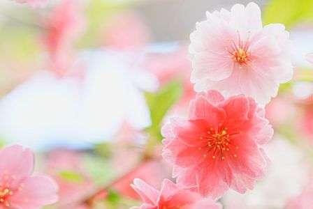 温室で、一足お先に春を