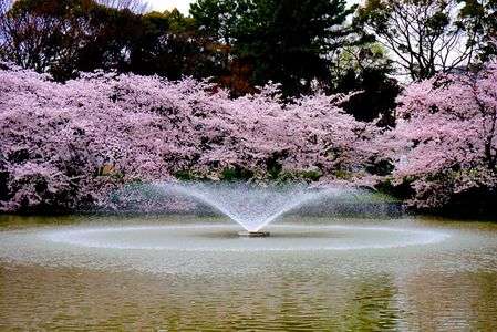 名城公園にてお花見