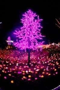 クリスマスのサクラ