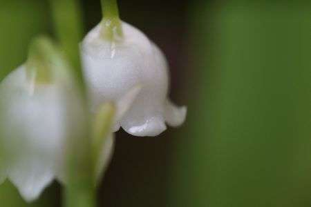 雨上がりの　すずらん