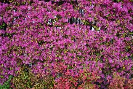 トキワマンサク、めいいっぱいに