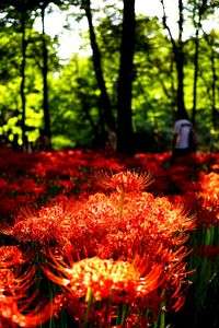 高麗 巾着田の彼岸花（曼珠沙華）