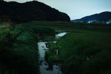 ほたるちらほら