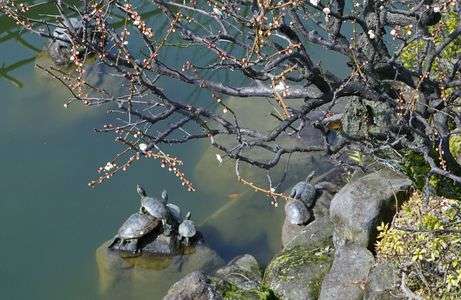 梅ほころび亀も見上げる神の池