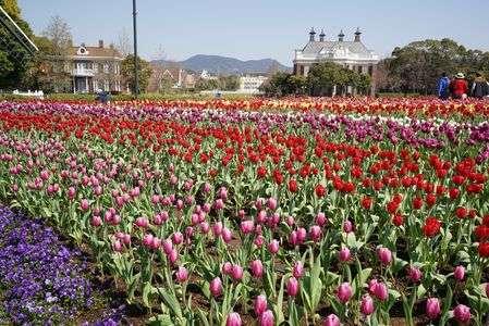 ﾊｳｽﾃﾝﾎﾞｽのﾁｭｰﾘｯﾌﾟ