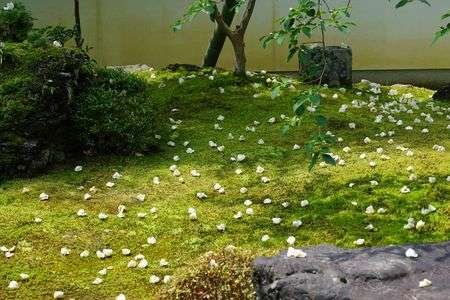 京都妙心寺　東林院　沙羅双樹　