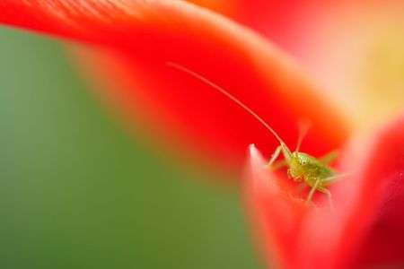 チューリップ鑑賞