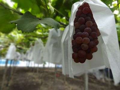 葡萄狩り
