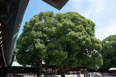 枝の間に♡が！