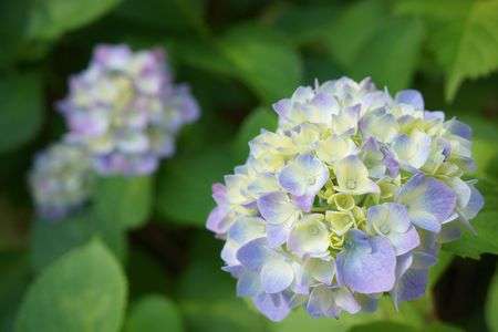 紫陽花