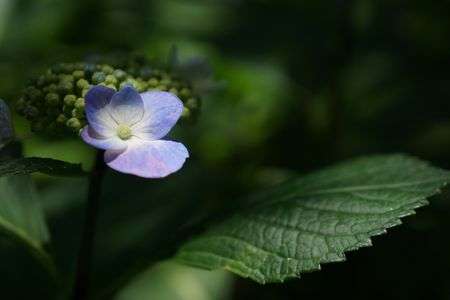 紫陽花